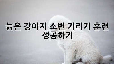 늙은 강아지, 소변 가리기 훈련 성공하기🐶